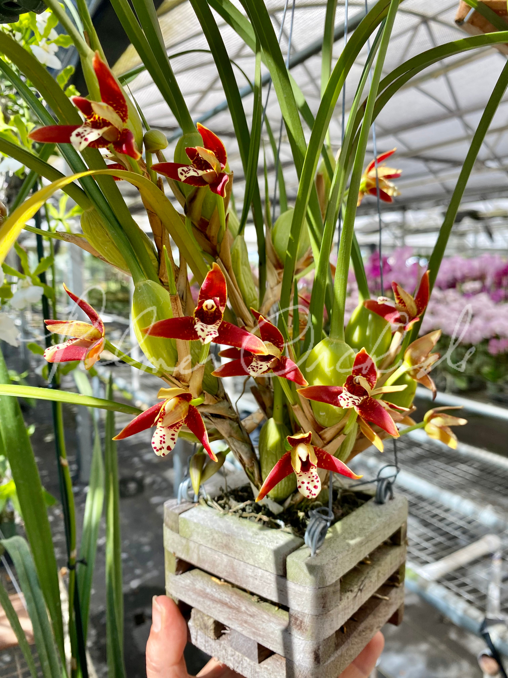 洋蘭原種　Max.tenuifolia Maxillaria+tenuifolia+(rect).